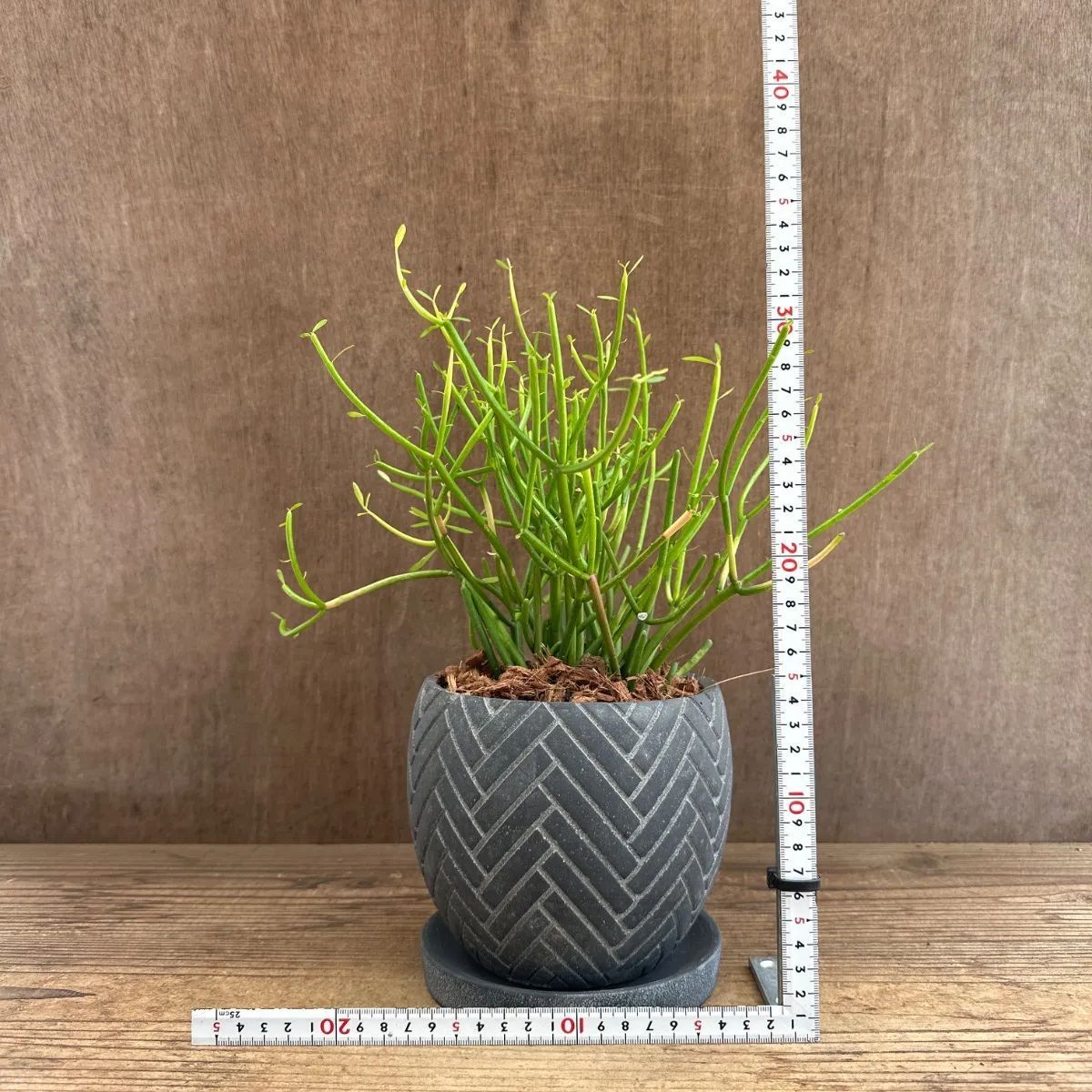 ミルクブッシュ スティックオンファイヤー 陶器鉢BK 現品 euphorbia