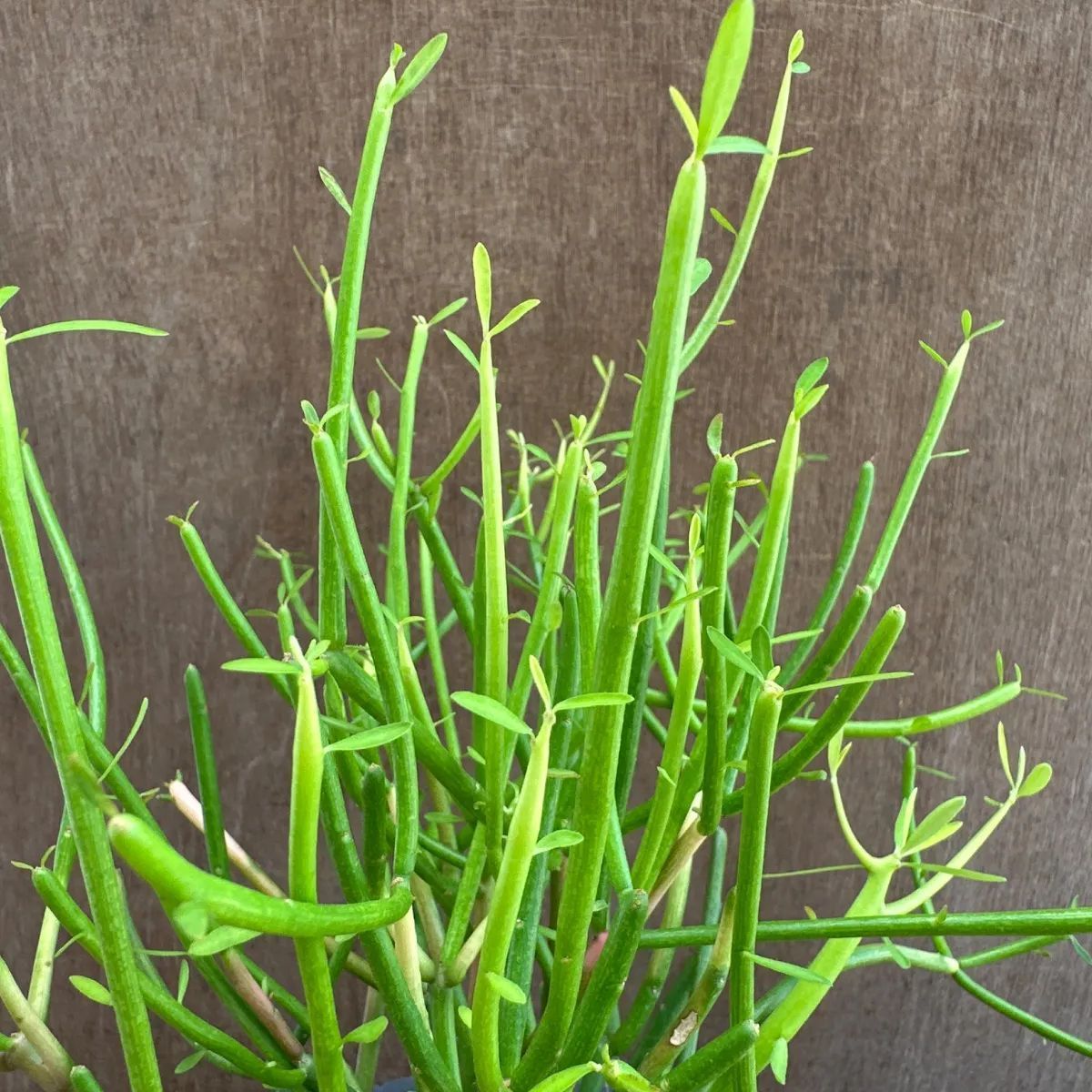 ミルクブッシュ スティックオンファイヤー 陶器鉢BK 現品 euphorbia