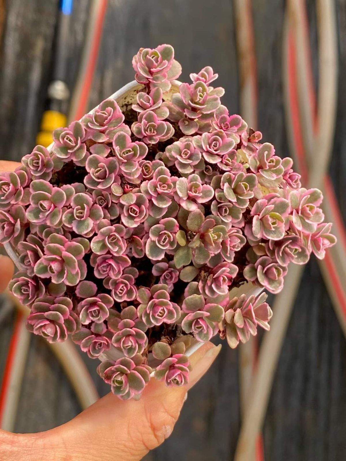 新入荷 32鉢の土鉢付きセット ドラゴンズブラッド錦 多肉植物 佐川急便