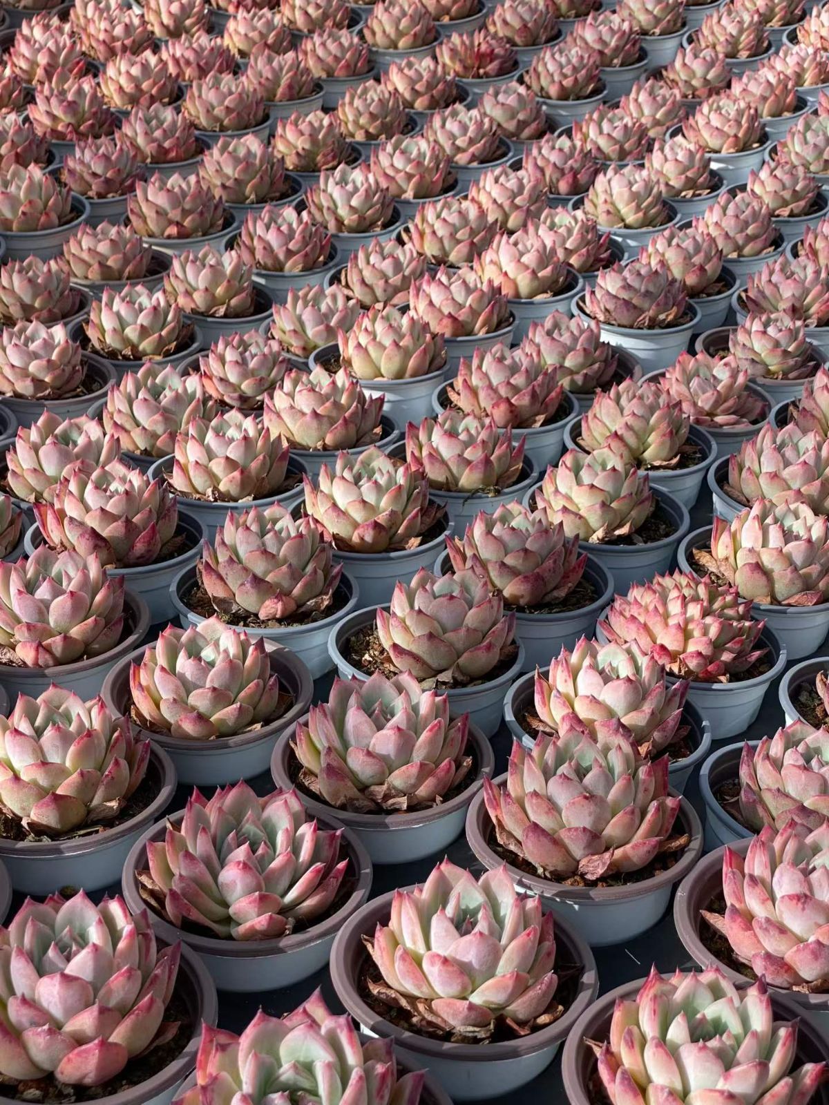 新入荷 20の抜き苗セット コウラトウ 多肉植物 佐川急便発送