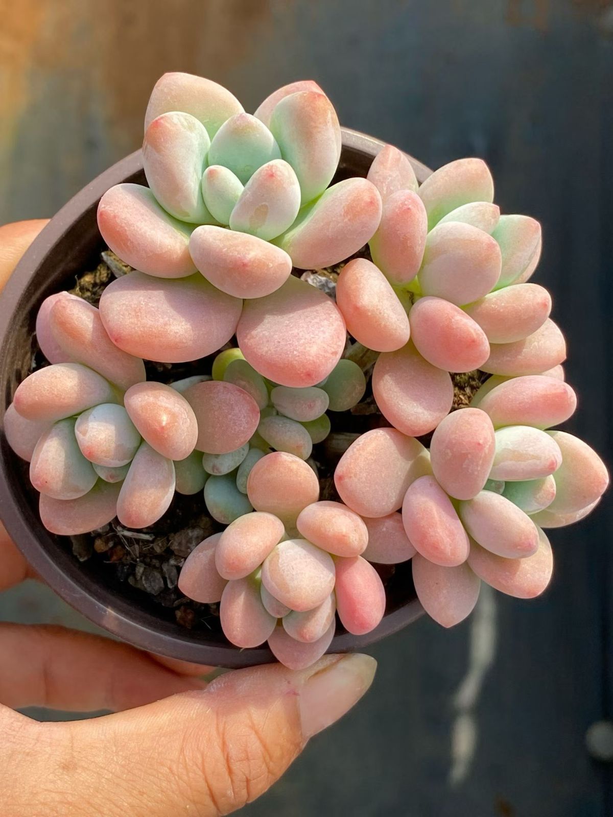 新入荷 18の抜き苗セット ラクジン 多肉植物 佐川急便発送 エケベリア