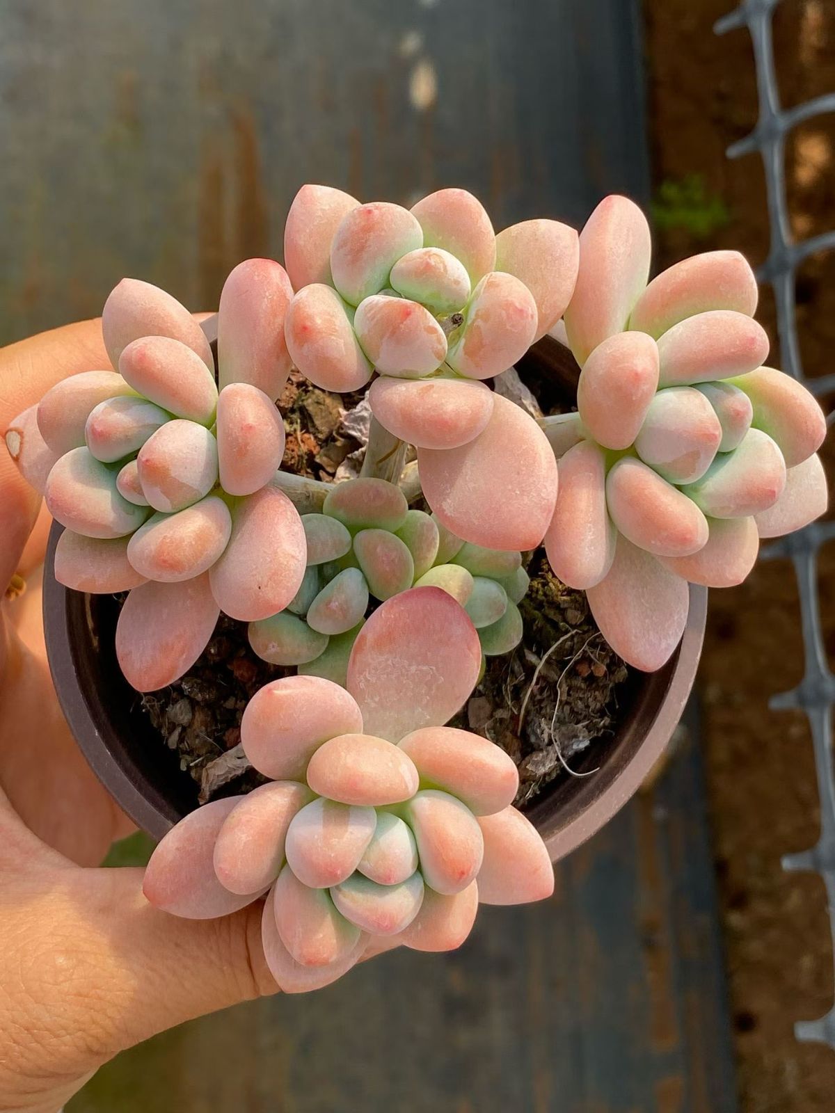 新入荷 18の抜き苗セット ラクジン 多肉植物 佐川急便発送 エケベリア
