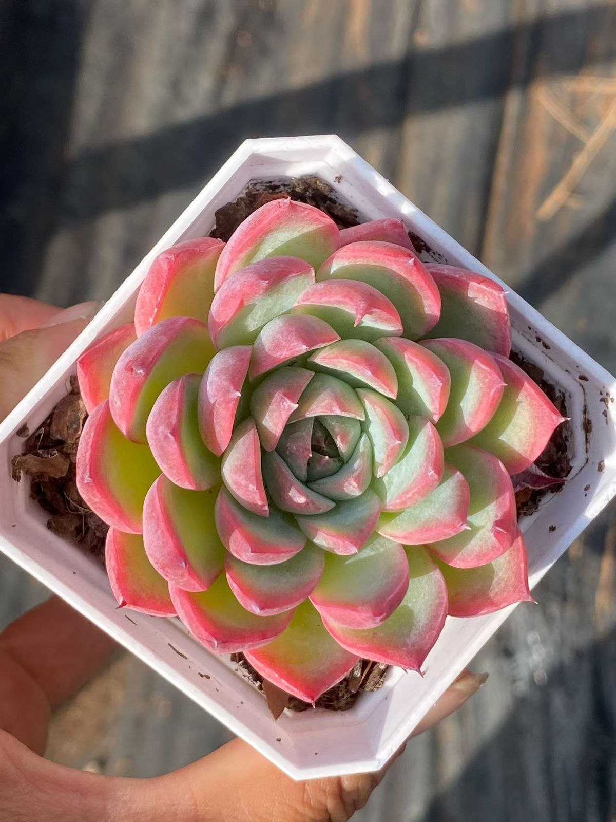 新入荷 20の抜き苗セット ピンククリスタル 多肉植物 佐川急便発送