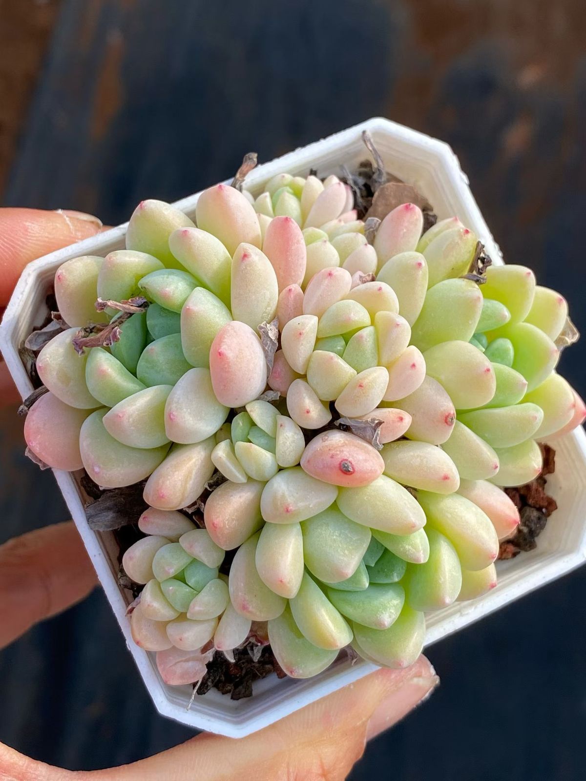 新入荷 24の抜き苗セット ギョクカン 多肉植物 佐川急便発送