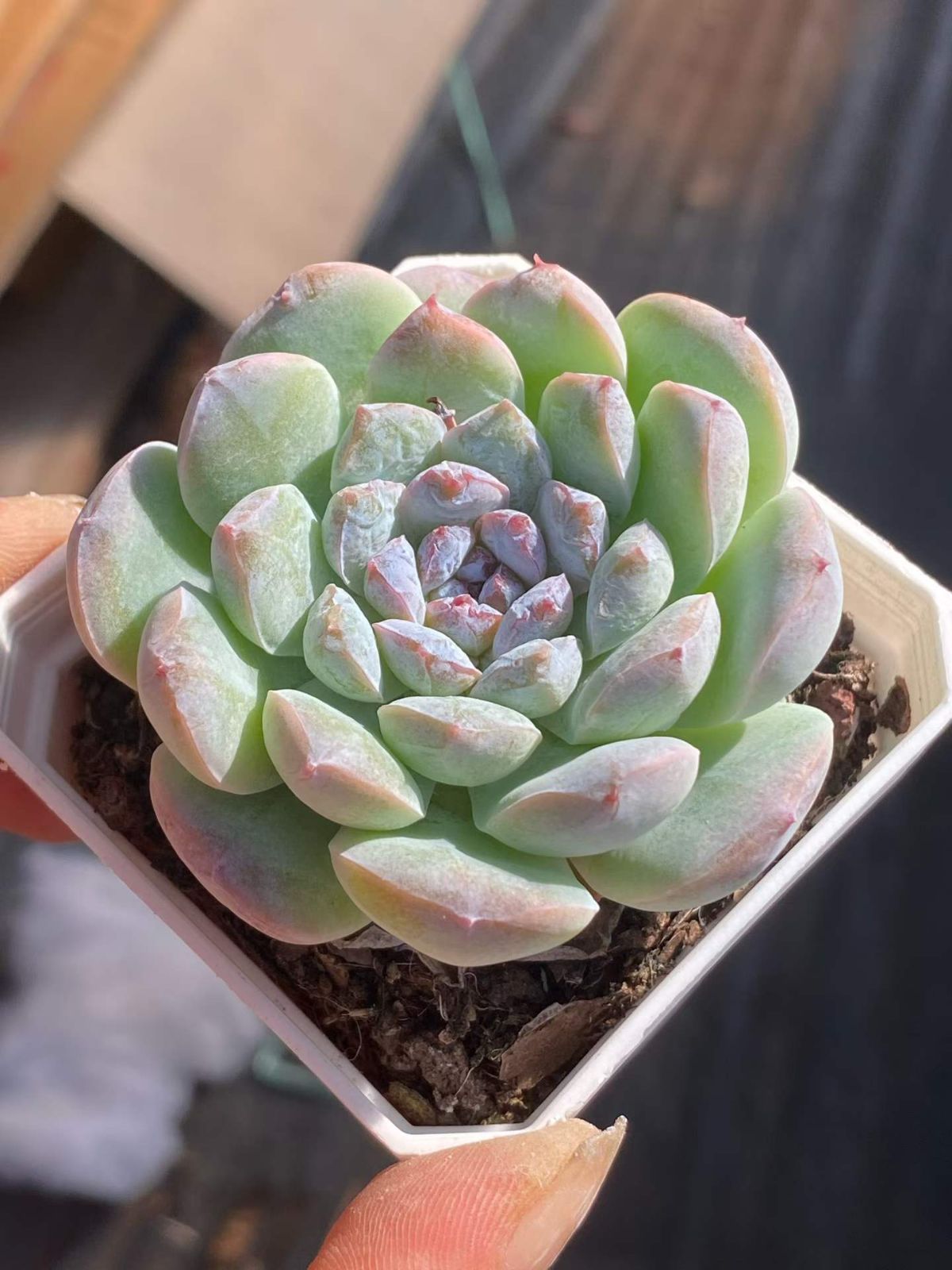 新入荷 24の抜き苗セット フロスティング 多肉植物 佐川急便発送
