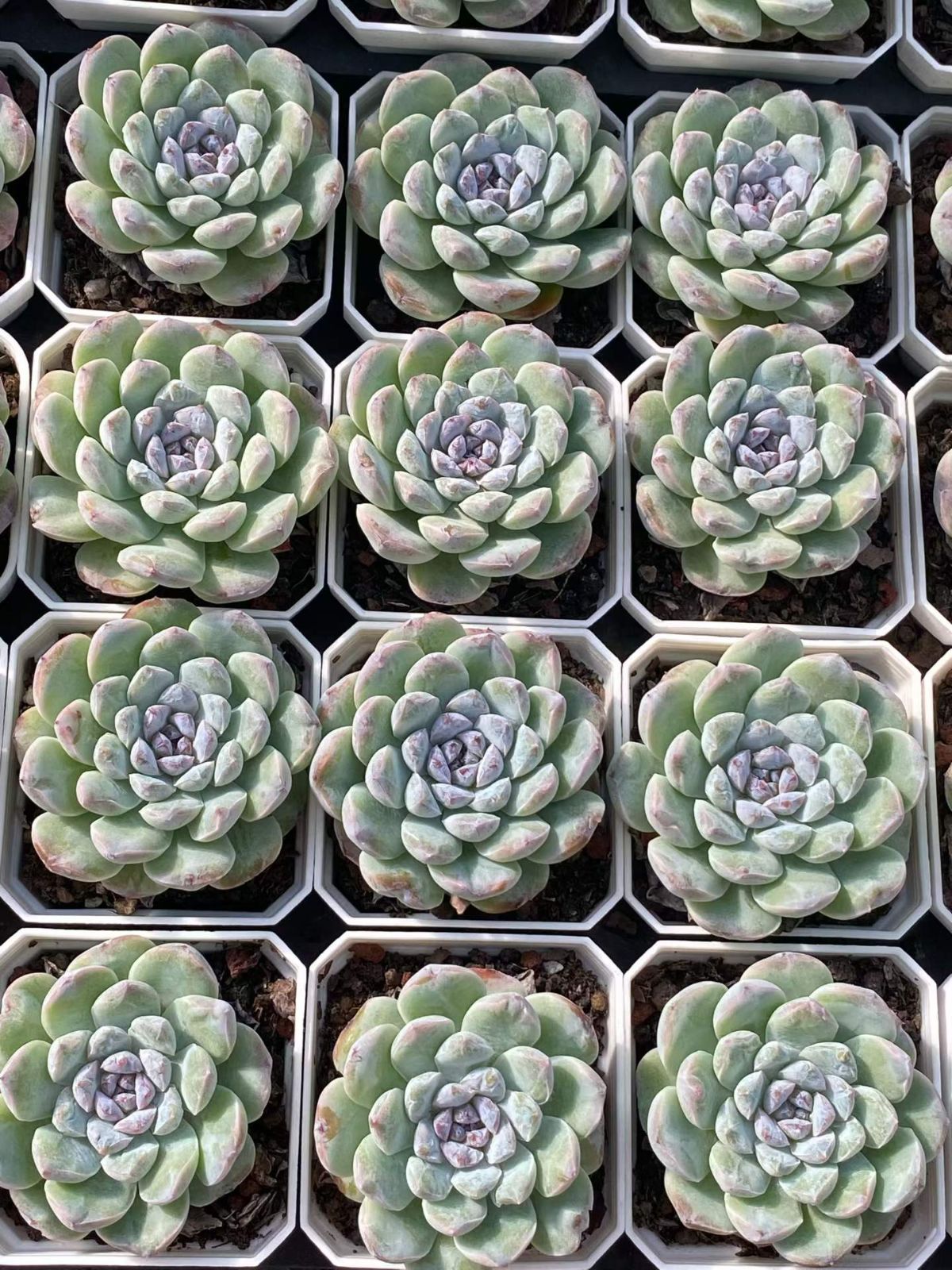 新入荷 24の抜き苗セット フロスティング 多肉植物 佐川急便発送