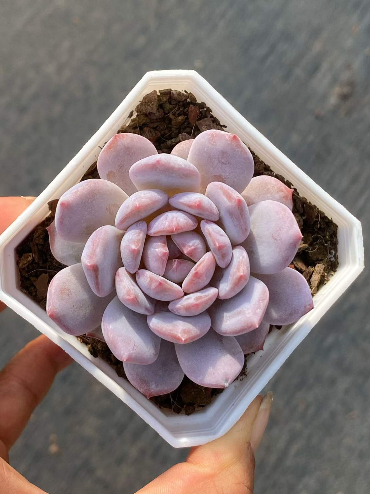 新入荷 24の抜き苗セット スターオレンジ 多肉植物 佐川急便発送