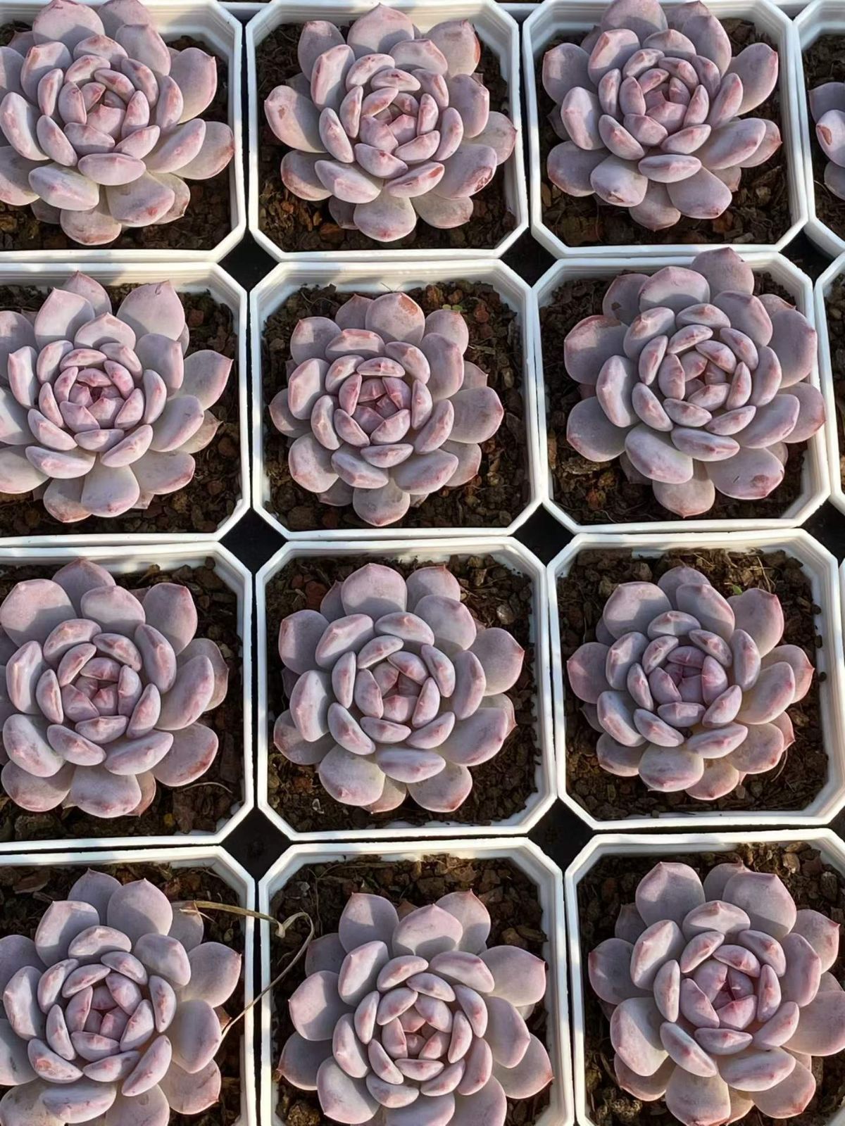 新入荷 24の抜き苗セット スターオレンジ 多肉植物 佐川急便発送