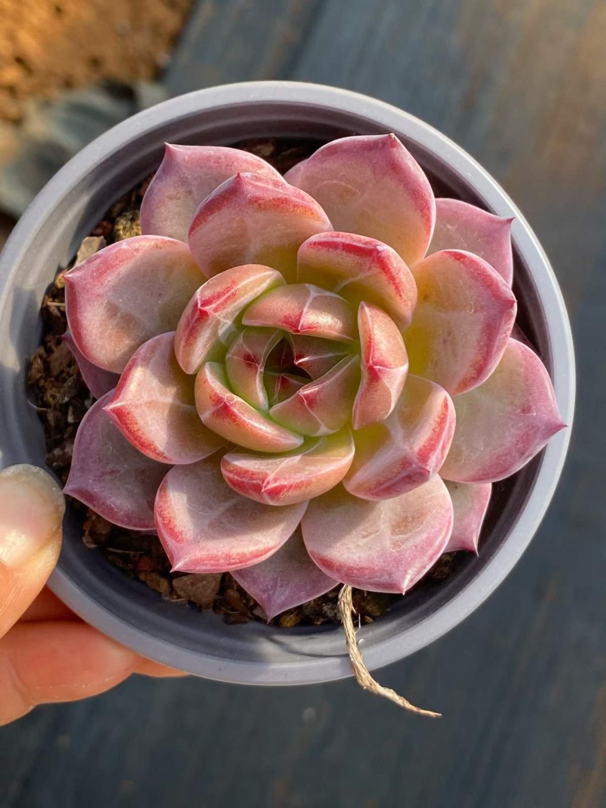 新入荷 18の抜き苗セット ブラックサムライ 多肉植物 佐川急便発送