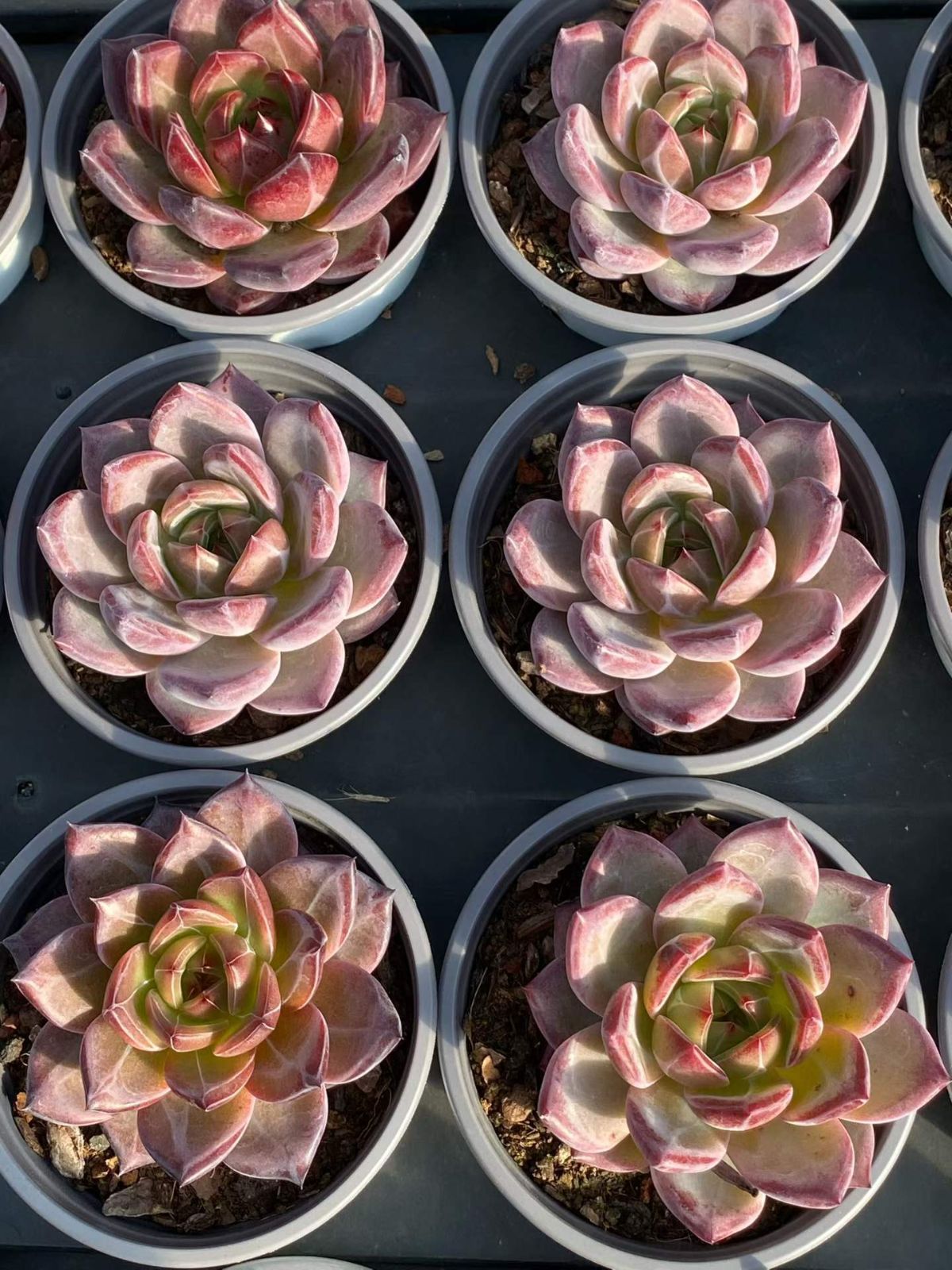 新入荷 18の抜き苗セット ブラックサムライ 多肉植物 佐川急便発送