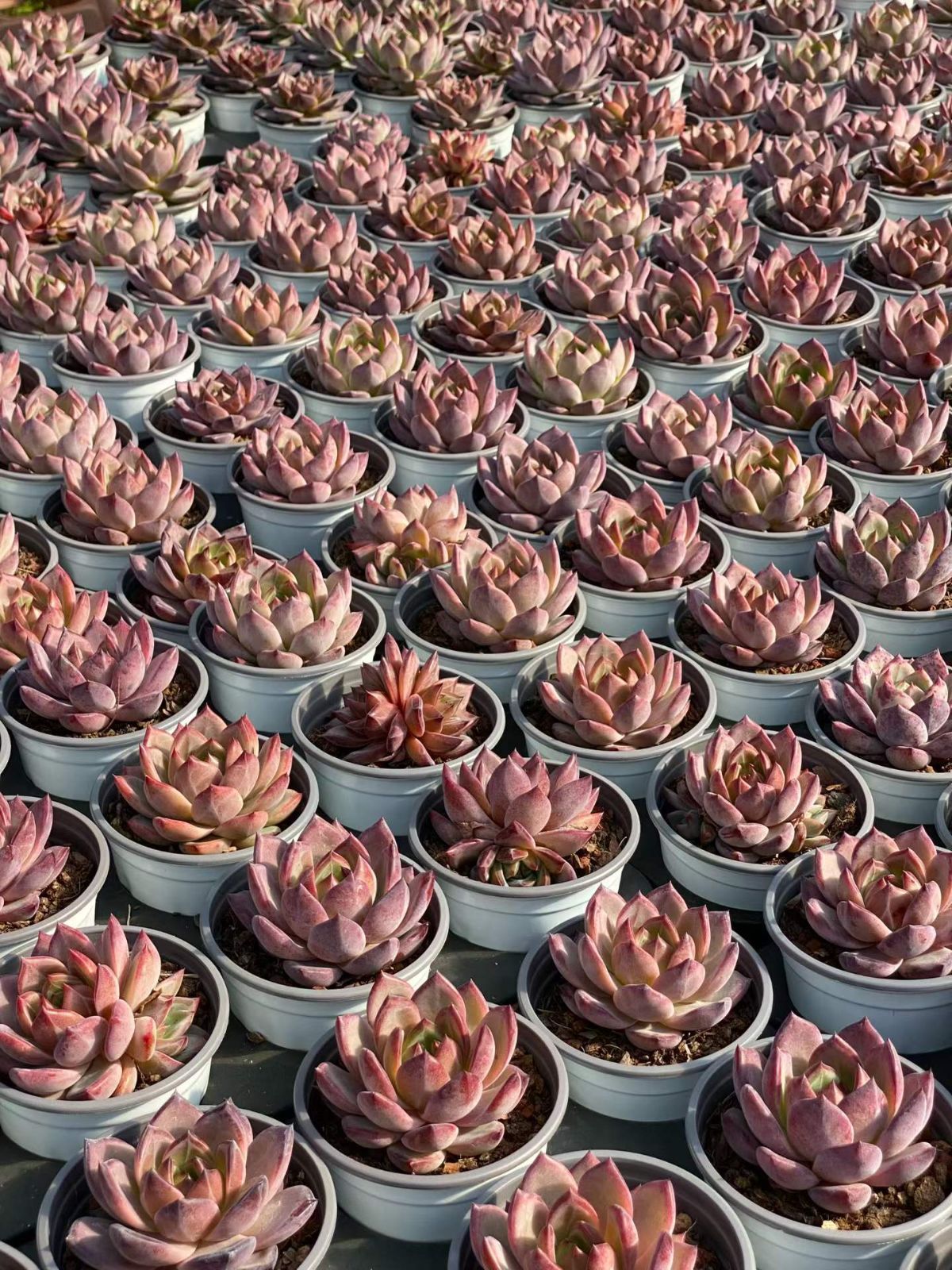 新入荷 18の抜き苗セット ブラックサムライ 多肉植物 佐川急便発送