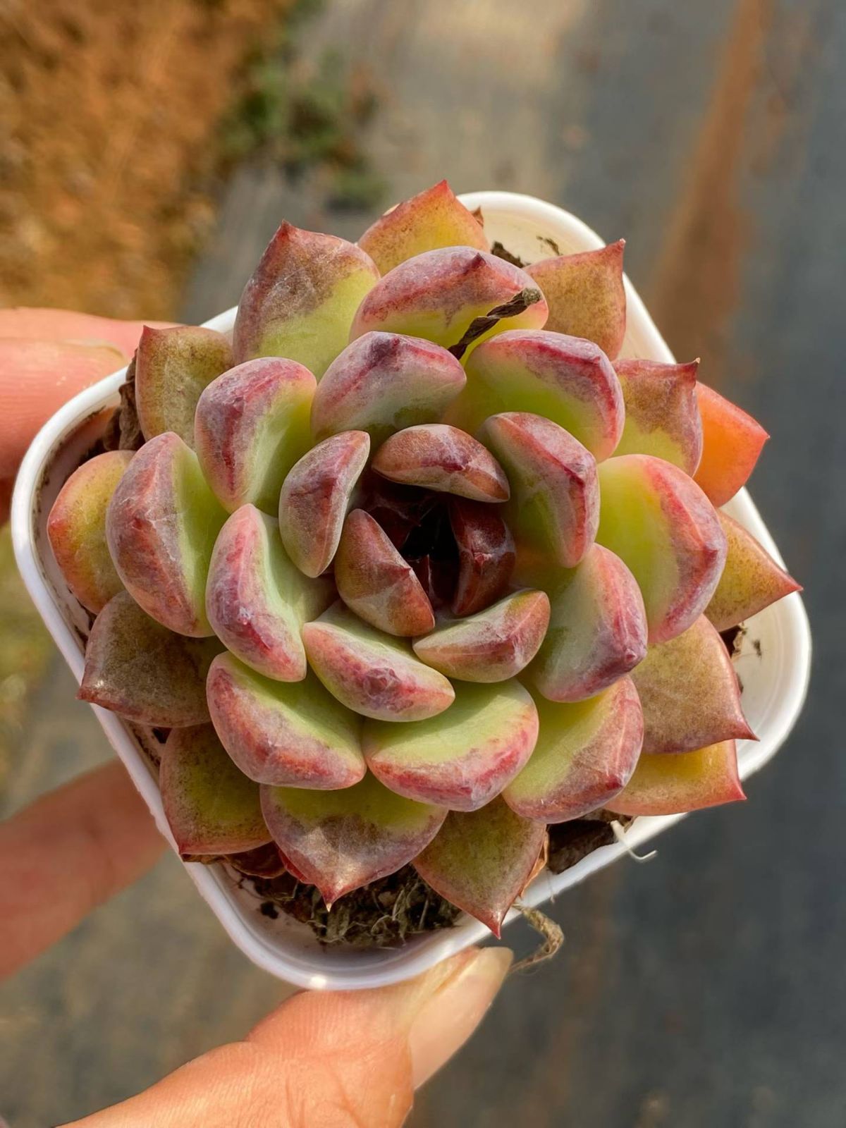 新入荷 24株の抜き苗セット シュテイ 多肉植物 佐川急便発送
