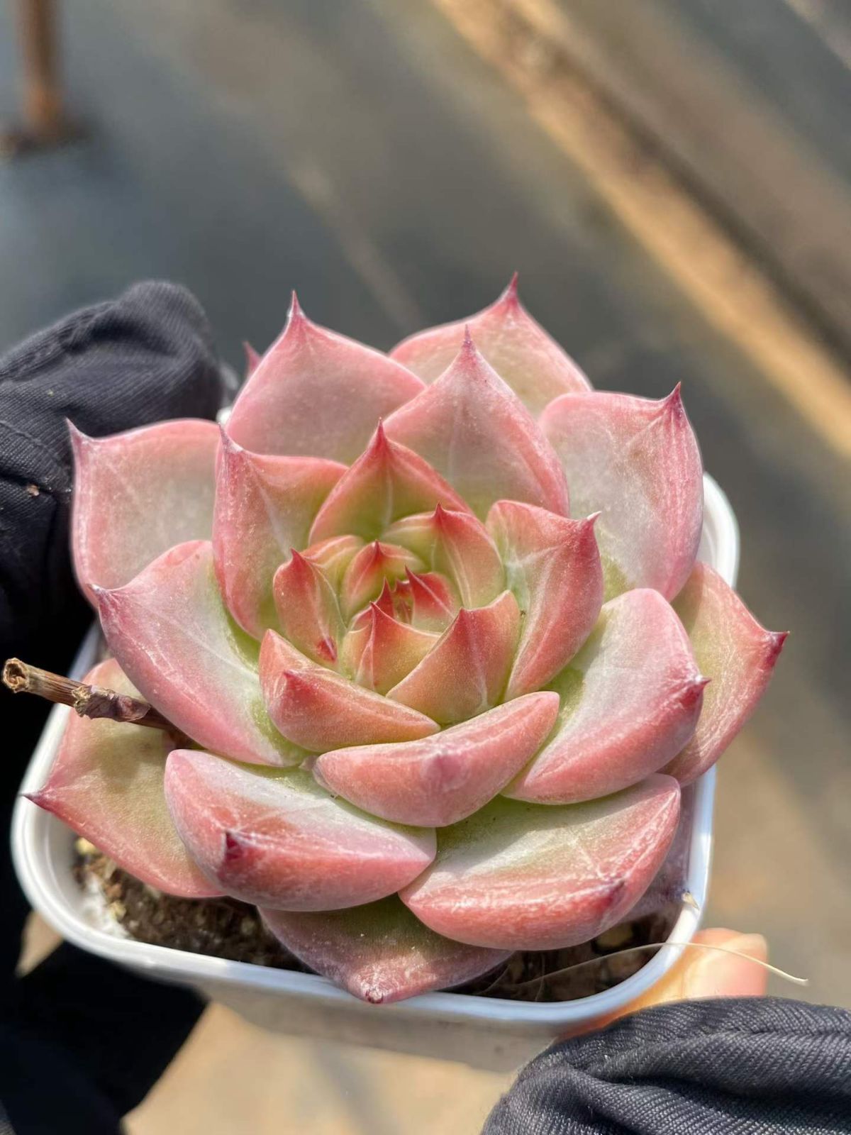 新入荷 24の抜き苗セット ウエディングリング 多肉植物 佐川急便発送