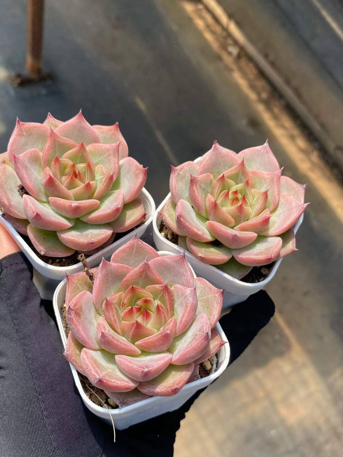 新入荷 24の抜き苗セット ウエディングリング 多肉植物 佐川急便発送