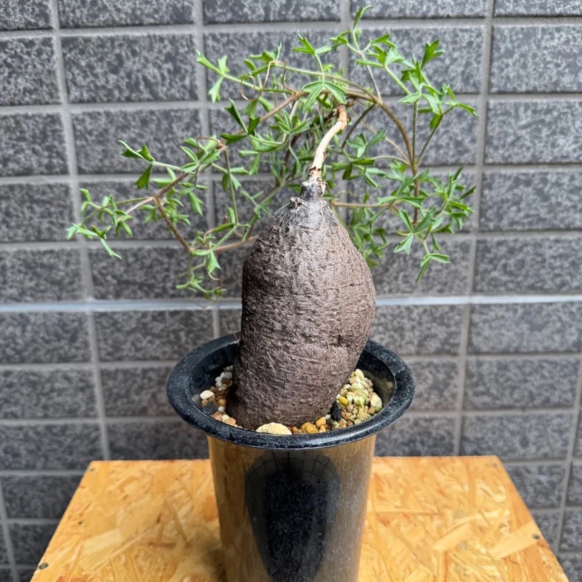 塊根植物　キフォステンマ　モンタグナッキー現地球　発根済 キフォステンマ モンタグナッキー 現地球 発根済 - メルカリ