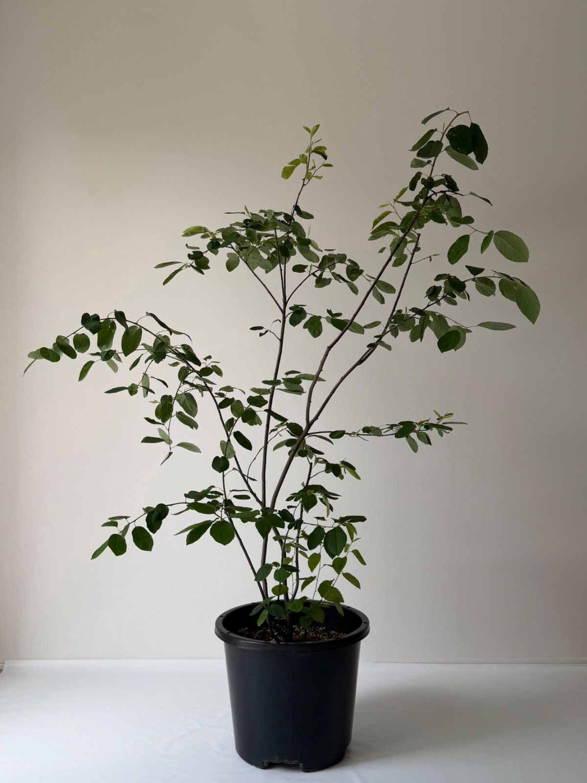 【植木職人が剪定】ジュンベリー　樹高1.5m