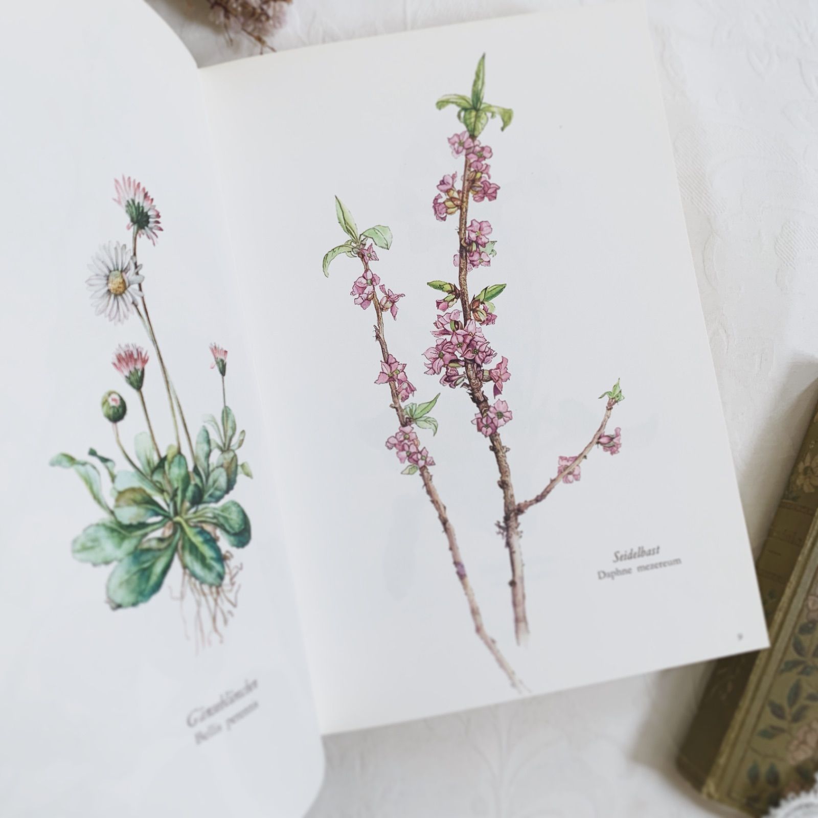 ドイツ植物画家Elsa Felskoのビンテージ本Blumen Fibel /ボタニカル