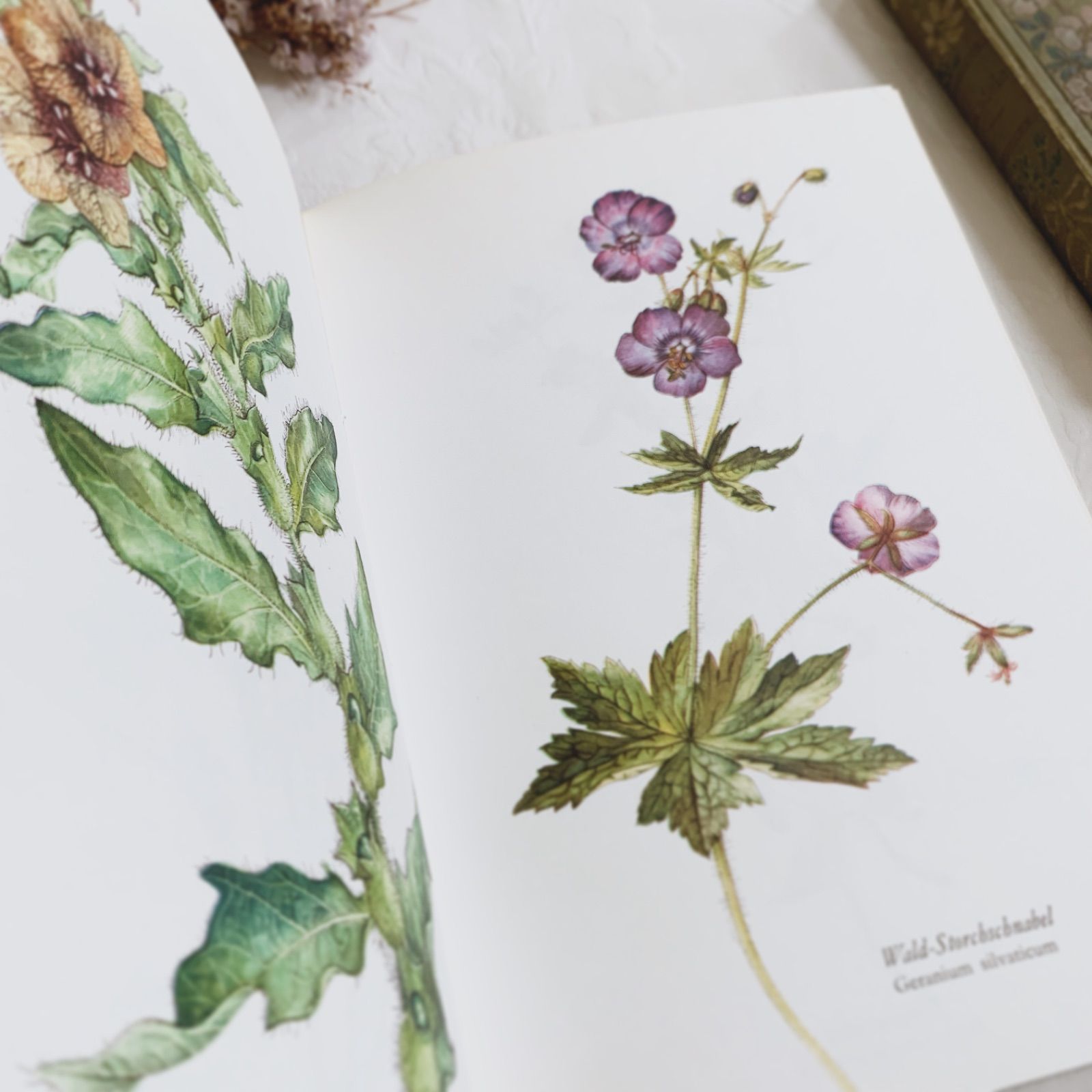 ドイツ植物画家Elsa Felskoのビンテージ本Blumen Fibel /ボタニカル