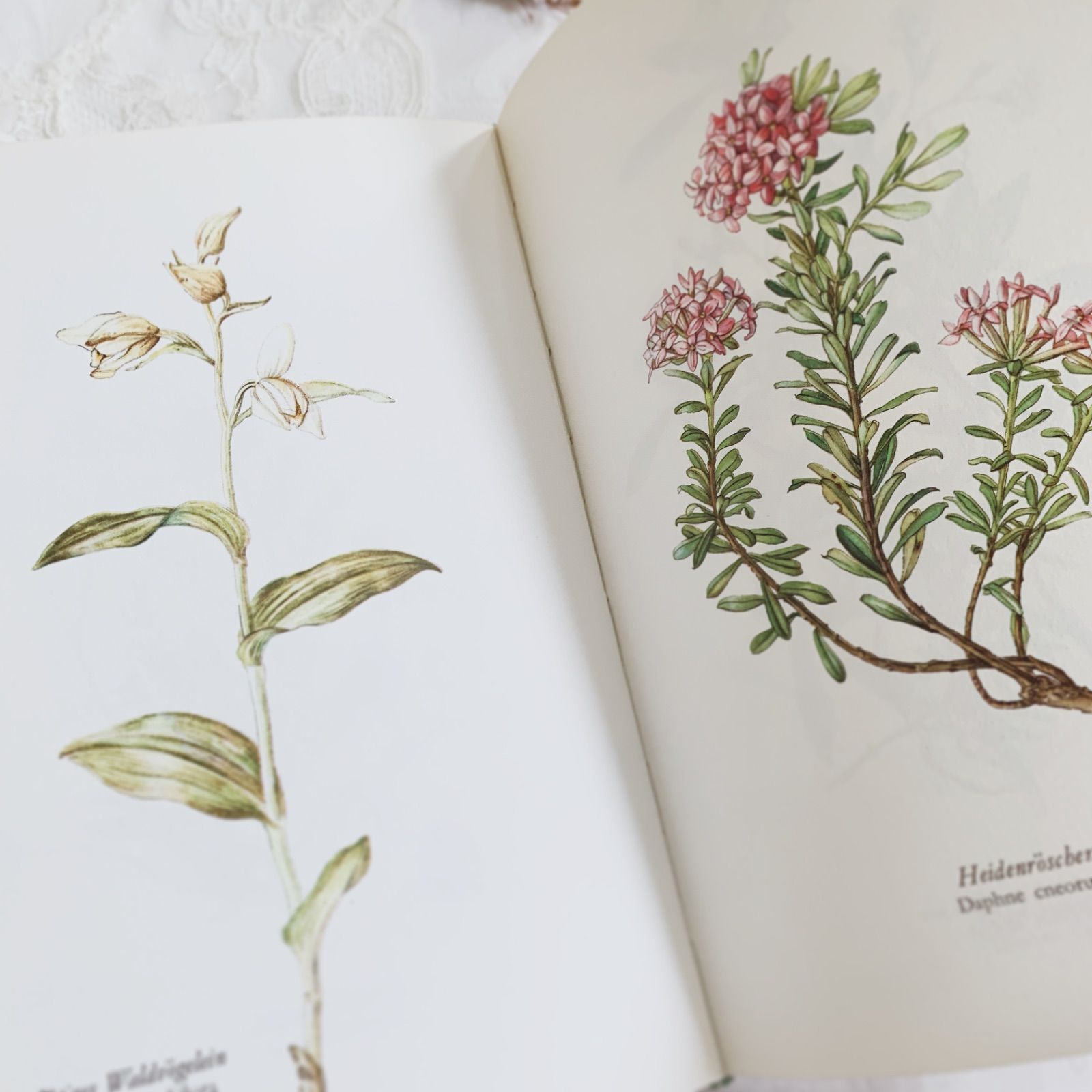 ドイツ植物画家Elsa Felskoのビンテージ本Blumen Fibel /ボタニカル