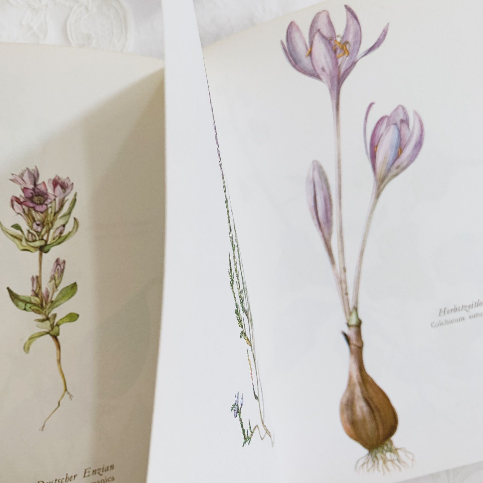 ドイツ植物画家Elsa Felskoのビンテージ本Blumen Fibel /ボタニカル