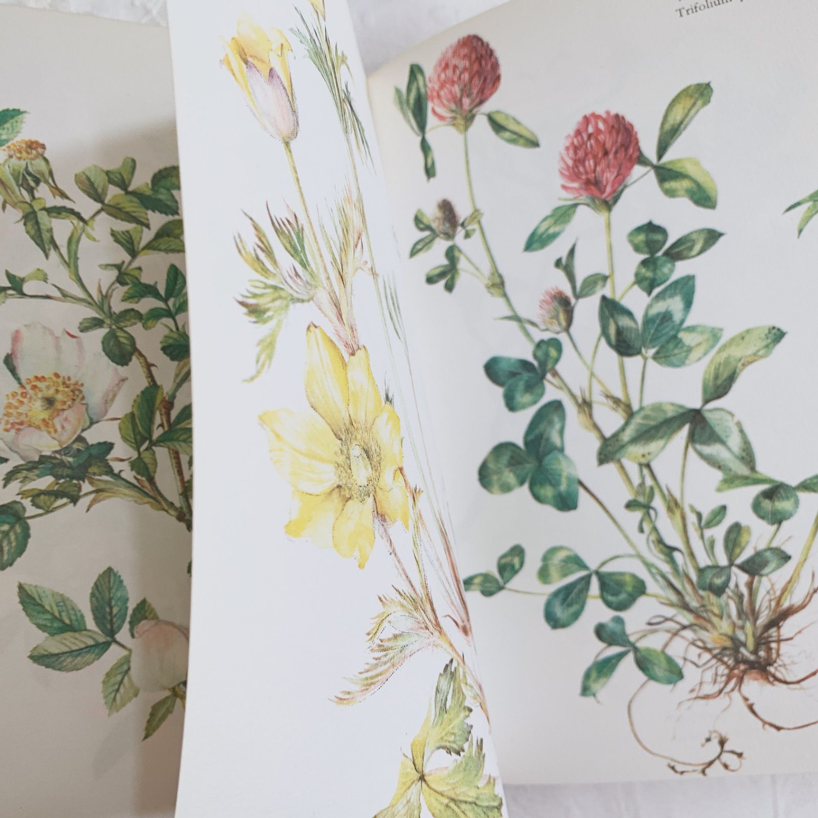ドイツ植物画家Elsa Felskoのビンテージ本Blumen Fibel /ボタニカル