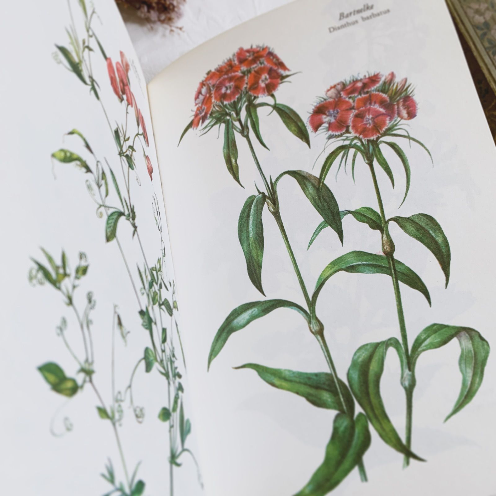 ドイツ植物画家Elsa Felskoのビンテージ本Blumen Fibel /ボタニカル