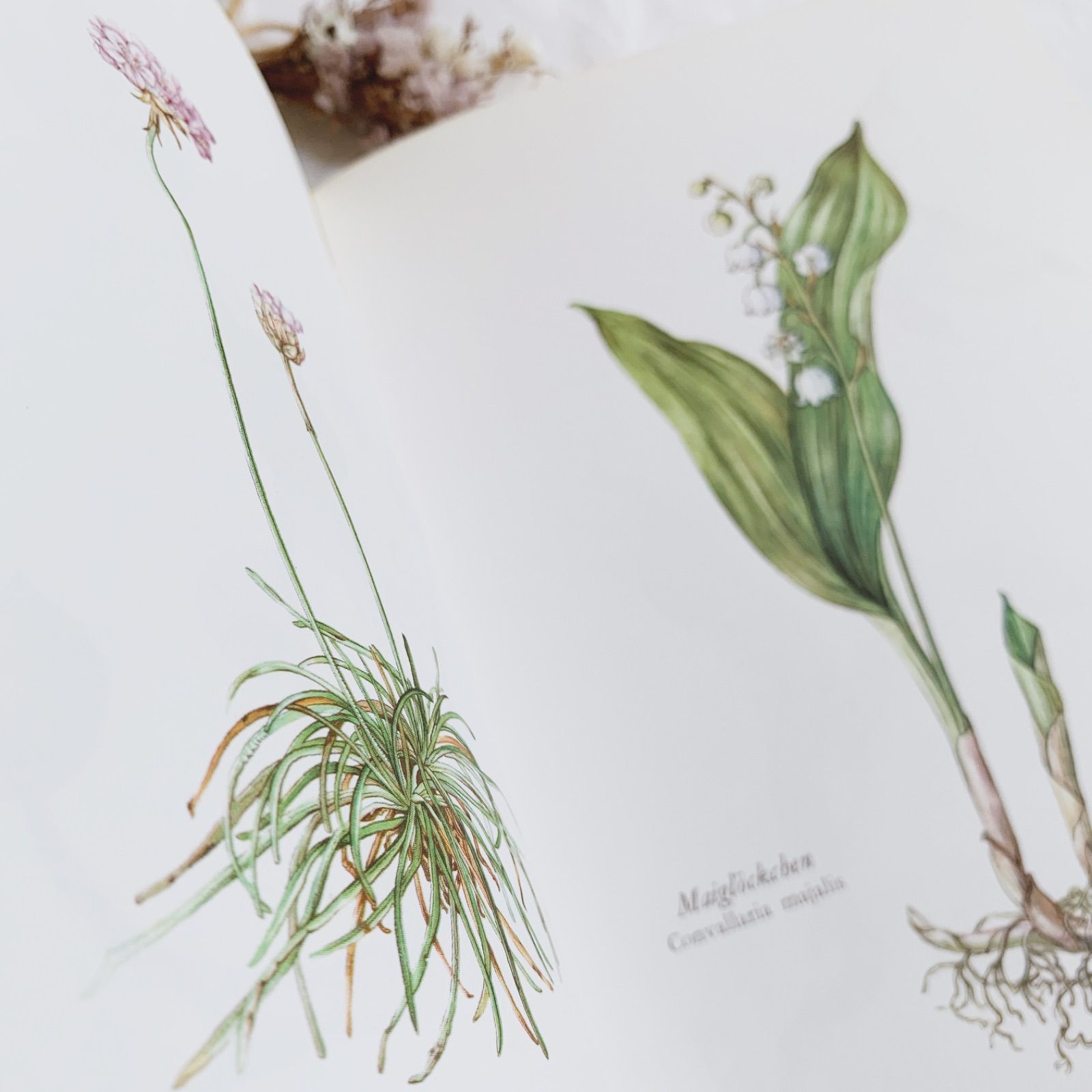 ドイツ植物画家Elsa Felskoのビンテージ本Blumen Fibel /ボタニカル