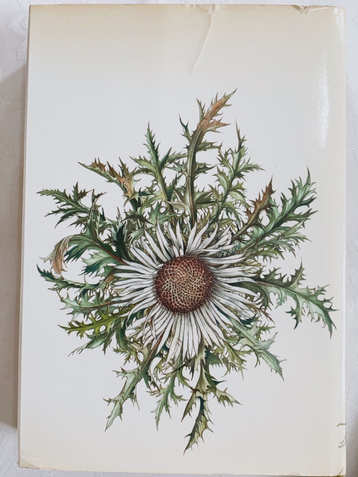 ドイツ植物画家Elsa Felskoのビンテージ本Blumen Fibel /ボタニカル