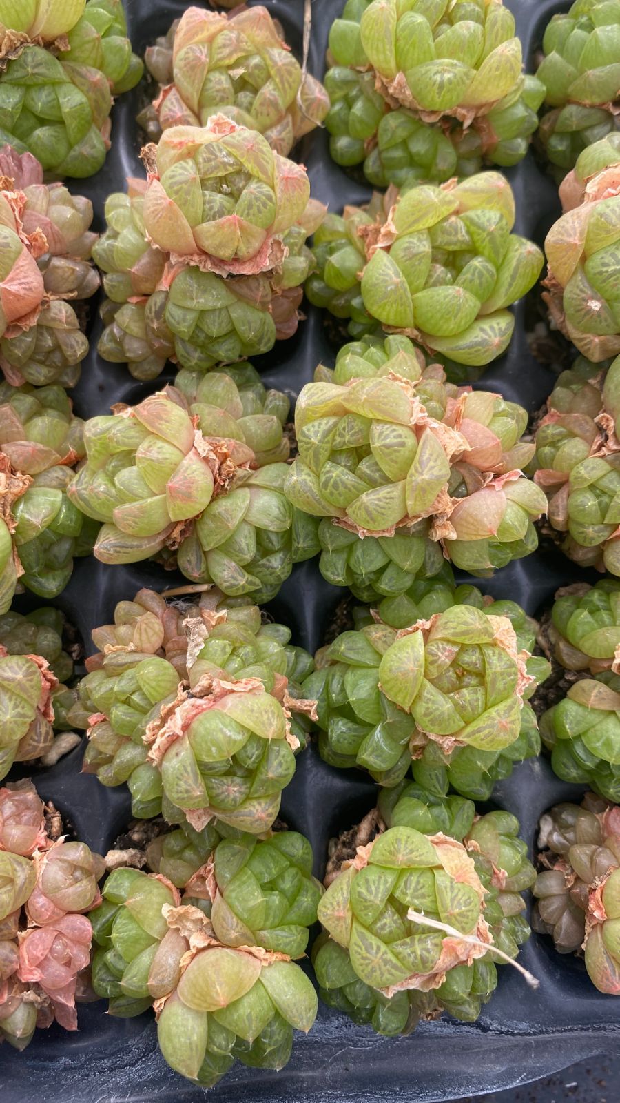 新入荷　ハオルチア・レツーサ多頭　鮮やかな105苗セット　土と根付き　多肉植物　エケベリア　セダム　韓国苗　詰め合わせ　寄せ植え　B1117