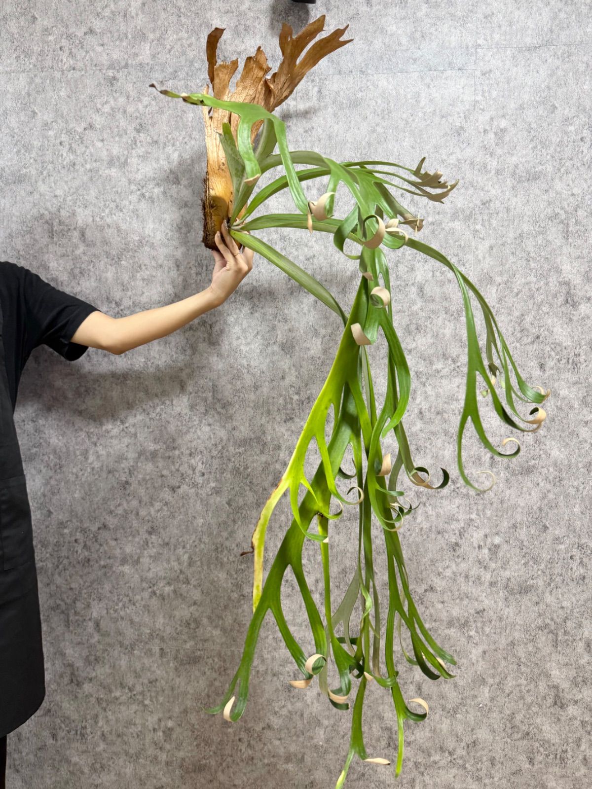 ビカクシダ P.willinckii Finger Dancer XXLサイズ ▽P.willinckii Wild finger dancer▽ D58 ウィリンキー
