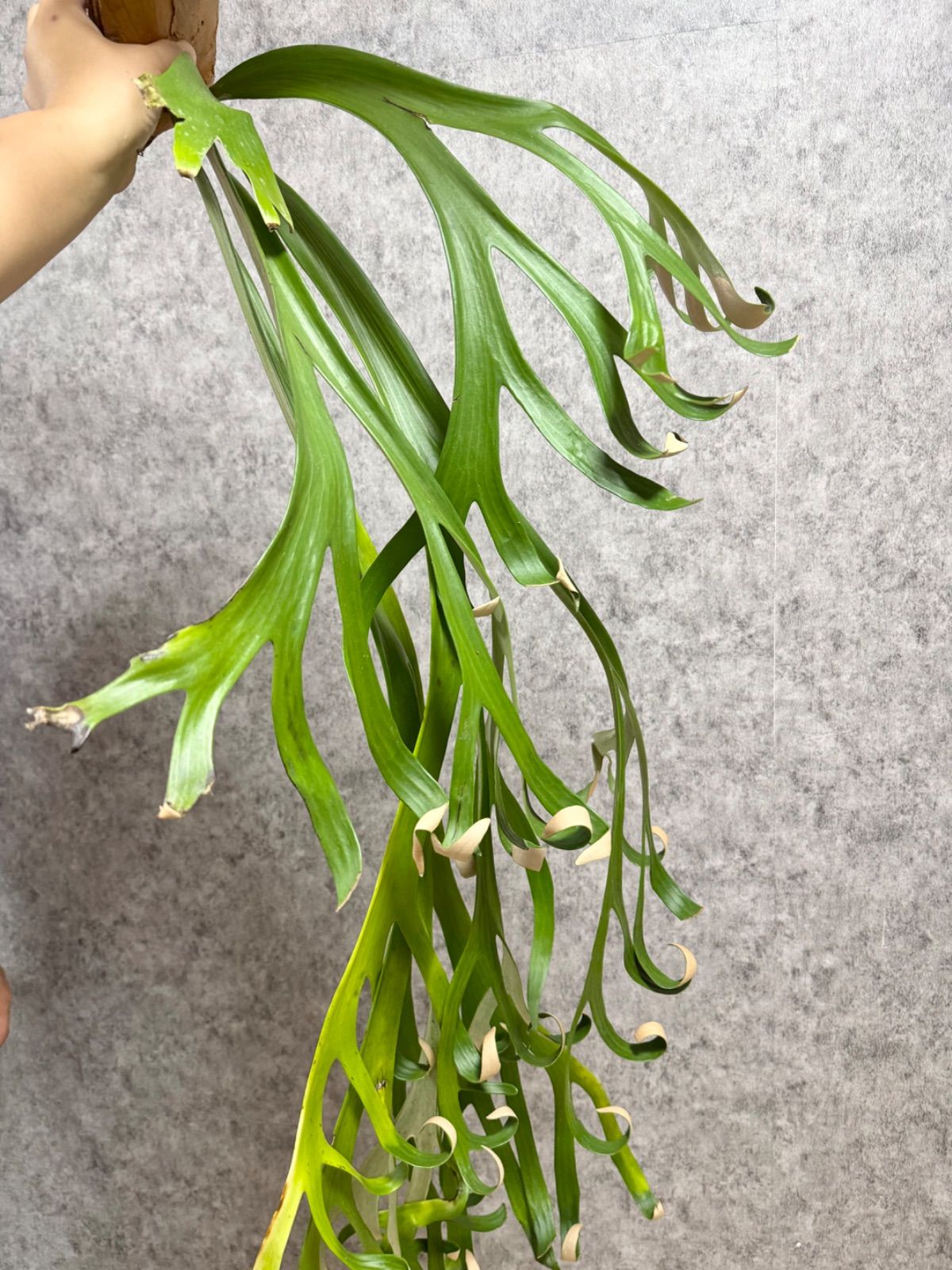 XXLサイズ ▽P.willinckii Wild finger dancer▽ D58 ウィリンキー
