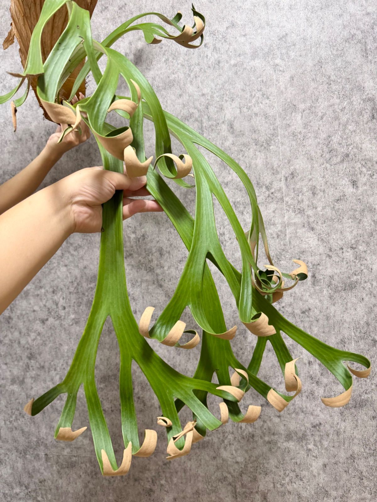 XLサイズ ▽P.willinckii Wild finger dancer▽ D62 ウィリンキー