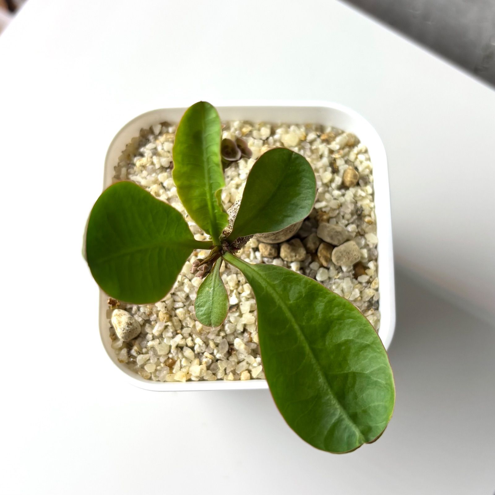 Euphorbia primulifolia var. begardii / ユーフォルビア ベガルディー