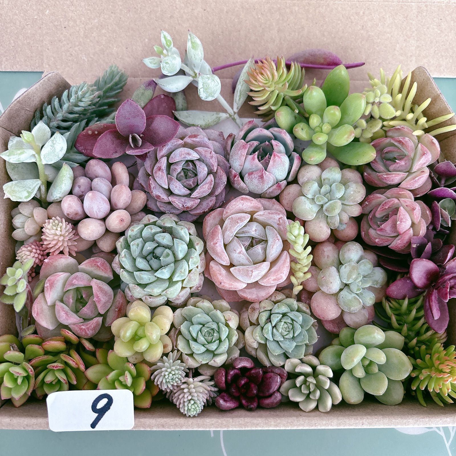 9 多肉植物寄せ植えセット - メルカリ