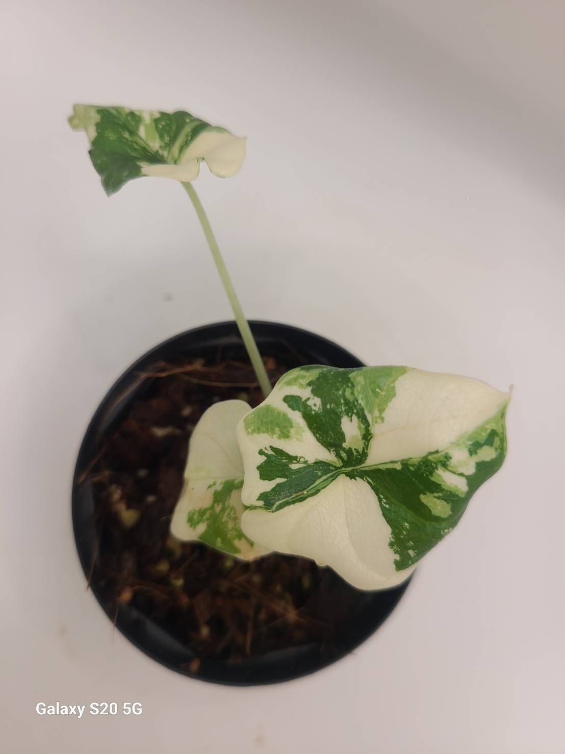 アロカシア メロ アルボ 斑入り Alocasia Melo Albo Variegated - メルカリ
