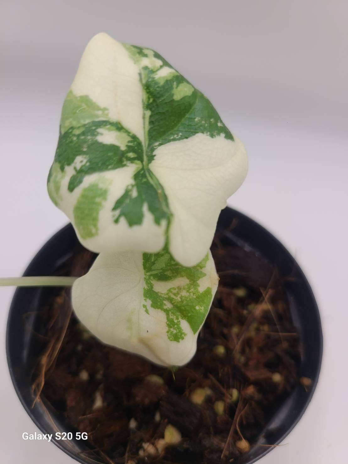 アロカシア メロ アルボ 斑入り Alocasia Melo Albo Variegated - メルカリ