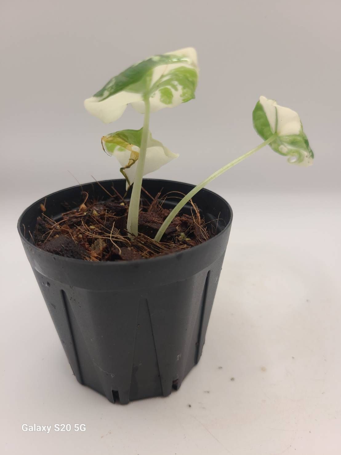 アロカシア メロ アルボ 斑入り Alocasia Melo Albo var アロカシア メロ アルボ 斑入り Alocasia Melo Albo Variegated - メルカリ