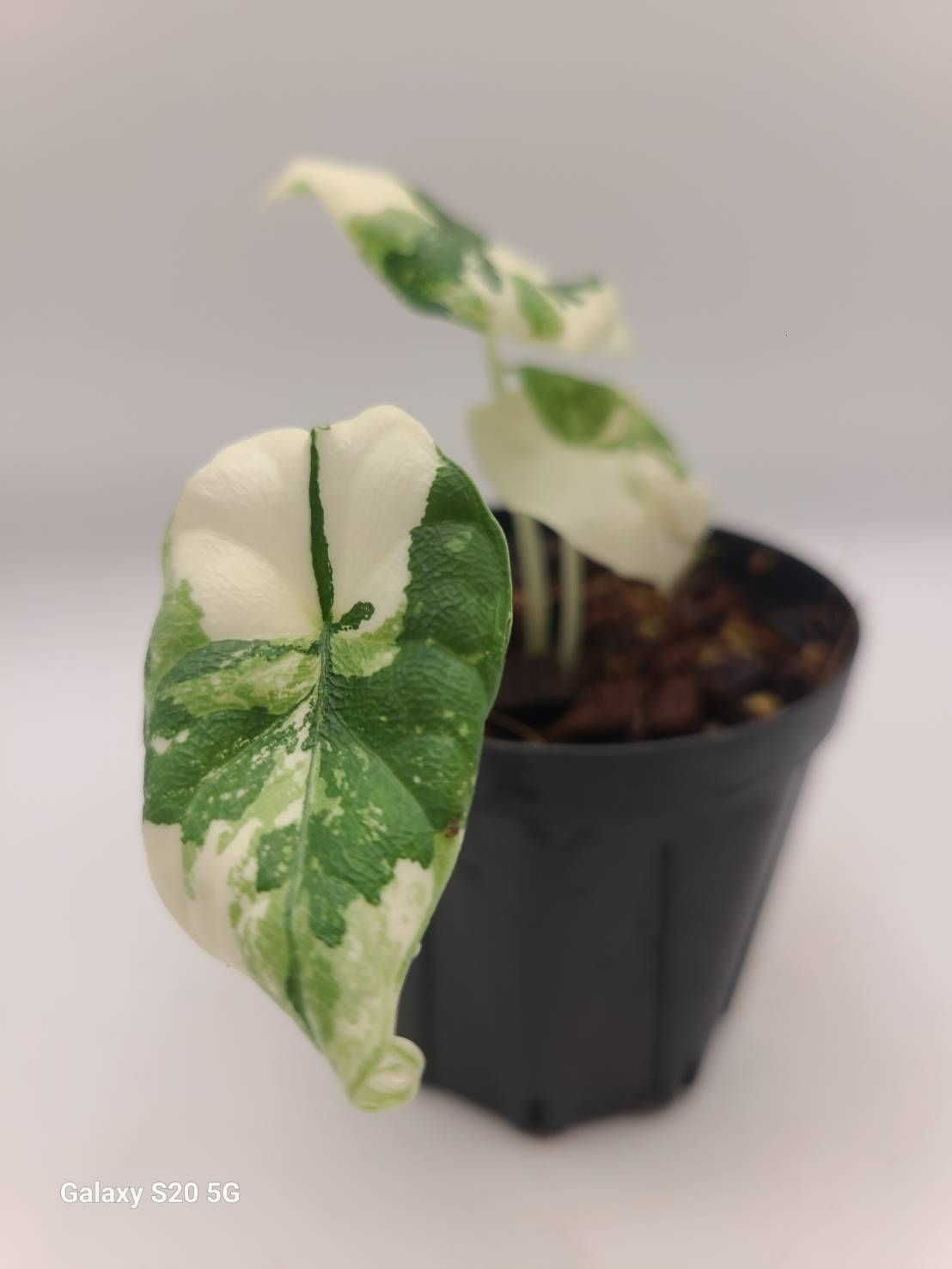 アロカシア メロ アルボ 斑入り Alocasia Melo Albo Variegated - メルカリ