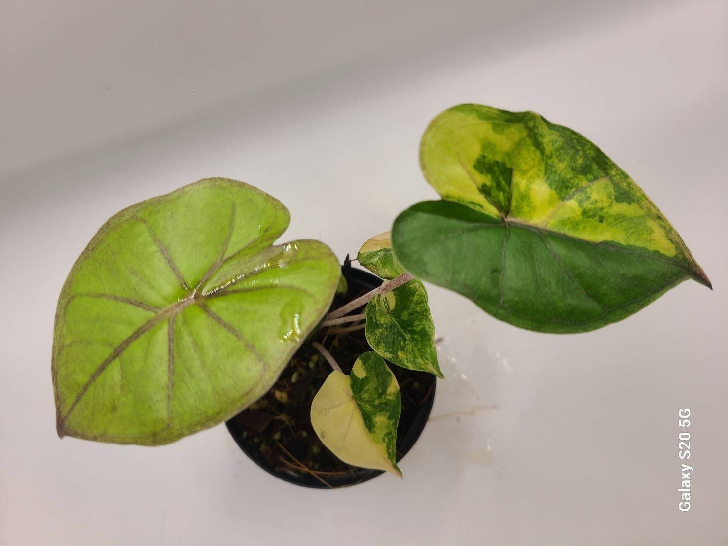 アロカシア ユカタンプリンセス オーレア（黄斑入り）Alocasia yucatan