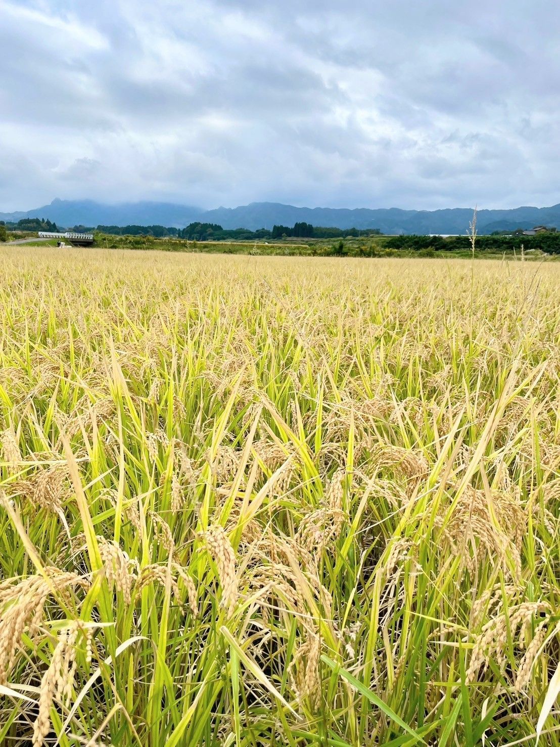 R7年 自然栽培 朝日米10kg玄米 益城産 幻の米 - メルカリ