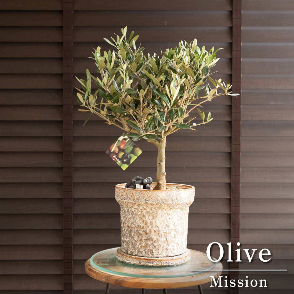 苗木・植木 ［現品］12番 創樹 オリーブ ミッション 6号 観葉植物