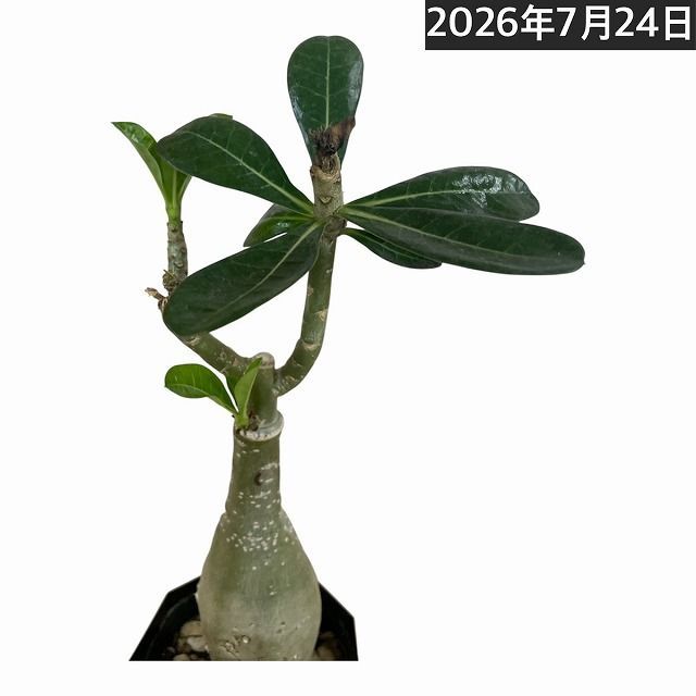稀少 ヴィンテージ 羽美 富士山 美人画 着物 羽子板 紙本 掛軸 絵画 古美術 美術品・アンティーク・コレクション 稀少 ヴィンテージ 羽美 富士山