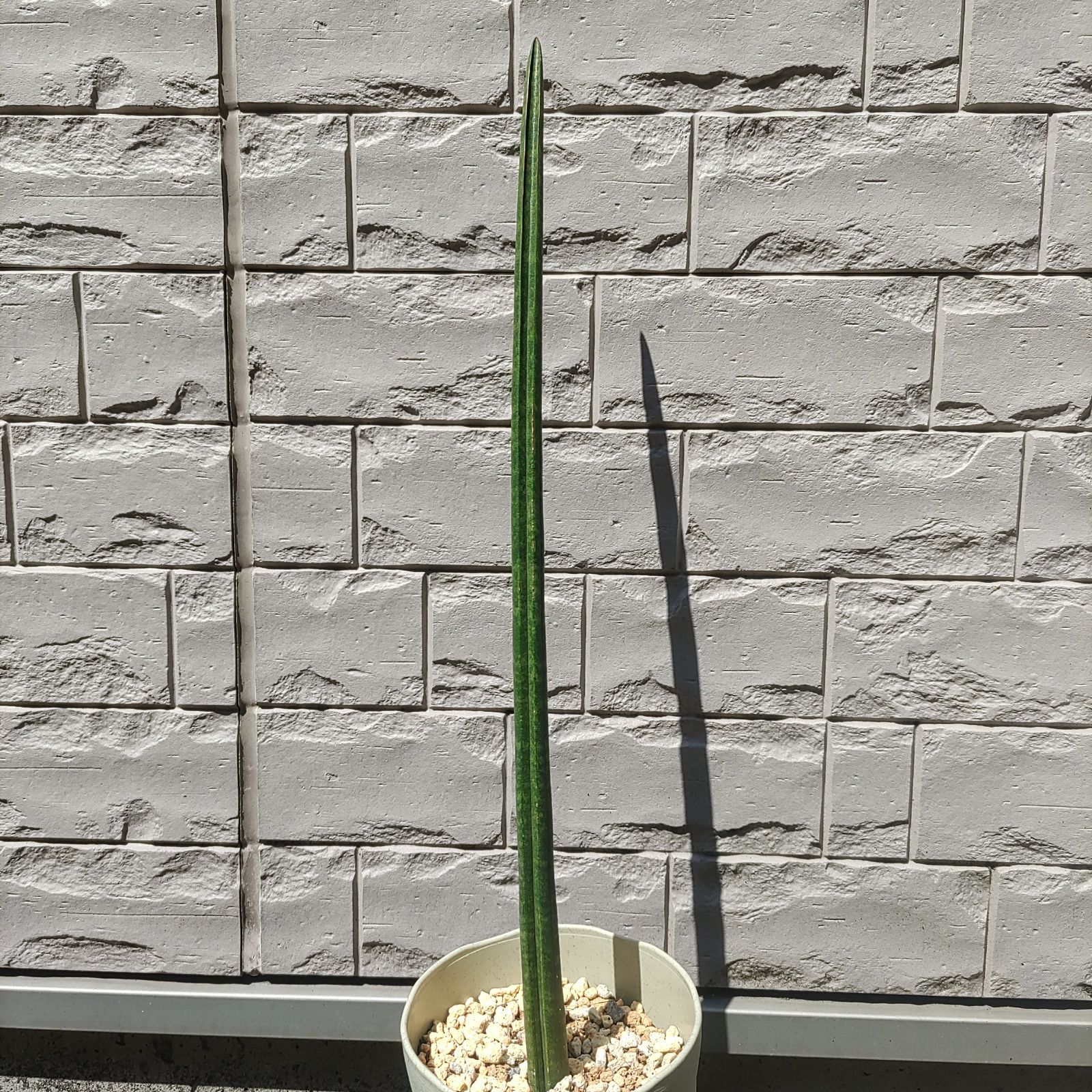 希少 サンセベリア スタッキー　Sansevieria stuckyi