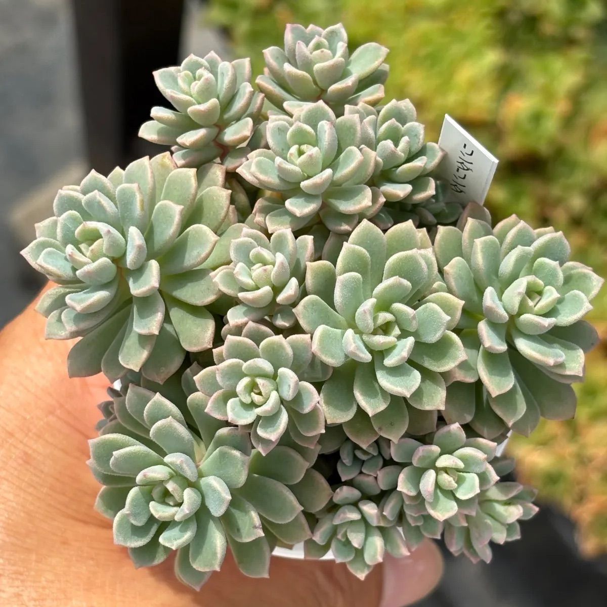 ☆土プラポット・速達付！☆【現品】リンダリンダ 多肉植物 ぼのぼの