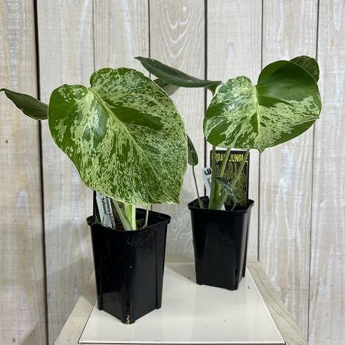 モンステラ 観葉 植物 大型 おしゃれ 特大モンステラ 観葉植物