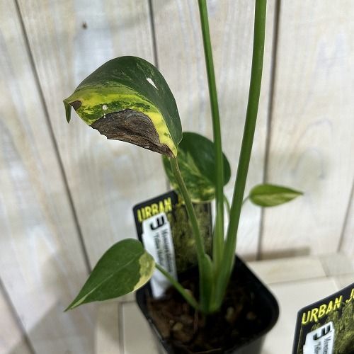 観葉植物 モンステラ イエローマリリン 3号ロング角黒鉢(個体おまかせ1