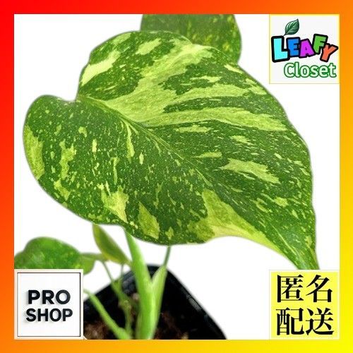 観葉植物　モンステラ デリシオサ エレクトロライト 3号ロング角黒鉢(個体おまかせ1鉢)　インテリア 室内 おしゃれ 可愛い かわいい(507476)