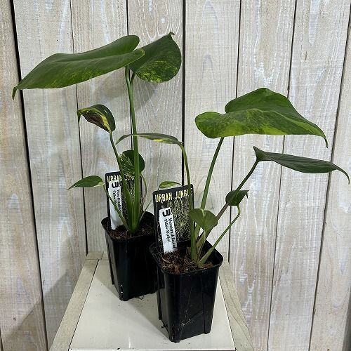 観葉植物 モンステラ イエローマリリン 3号ロング角黒鉢(個体おまかせ1