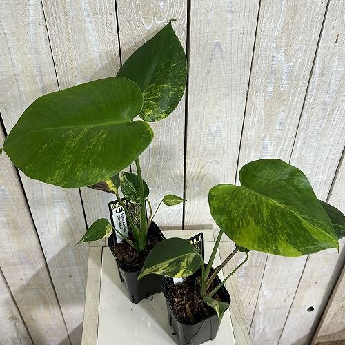 観葉植物 モンステラ イエローマリリン 3号ロング角黒鉢(個体おまかせ1