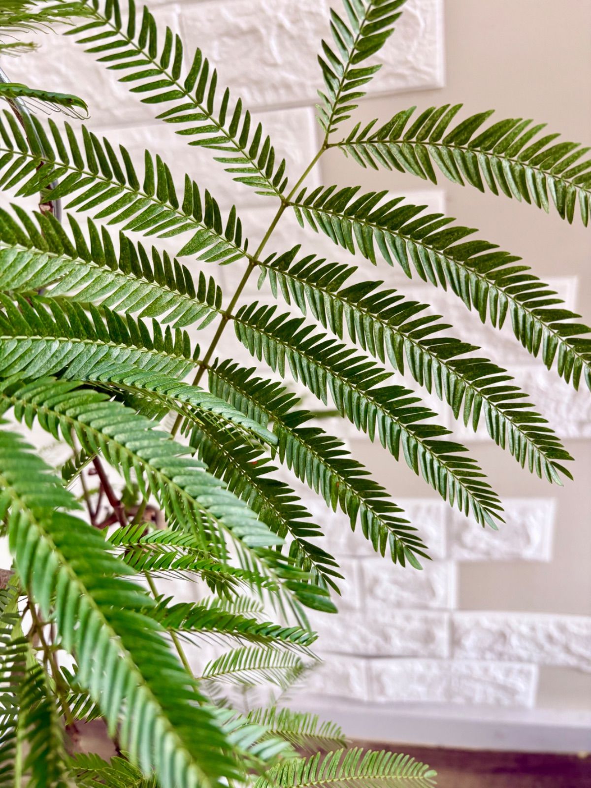 現品】エバーフレッシュ 曲がり樹形 7号鉢 観葉植物 - メルカリ